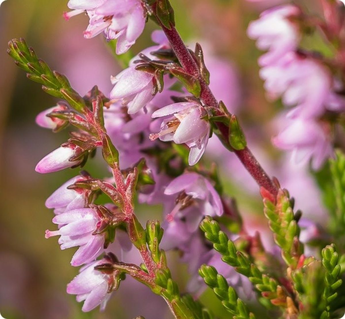 Вереск обыкновенный (Calluna vulgaris)